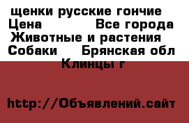 щенки русские гончие › Цена ­ 4 000 - Все города Животные и растения » Собаки   . Брянская обл.,Клинцы г.